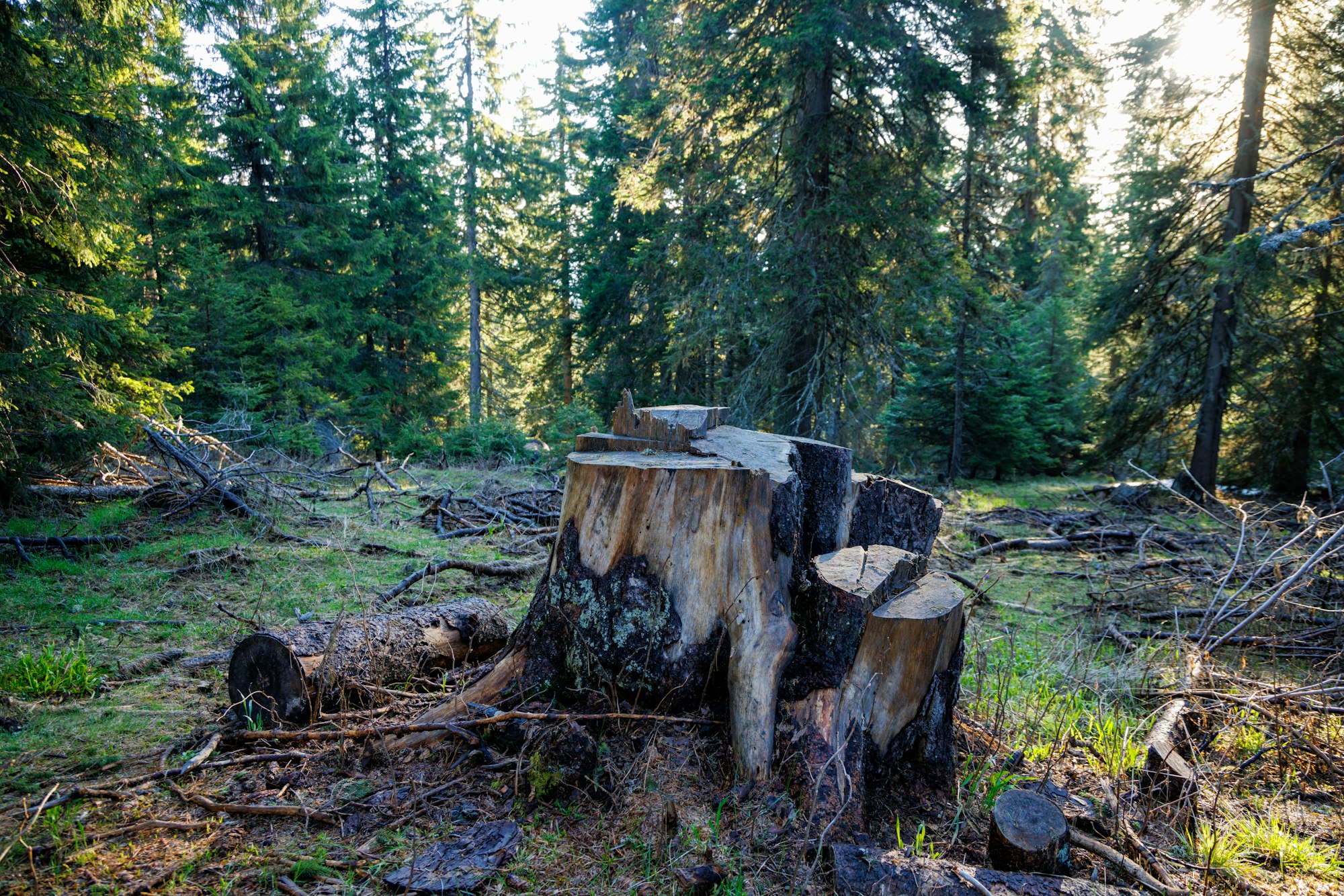 An stump covered with moss is located on a clearing in a spruce forest