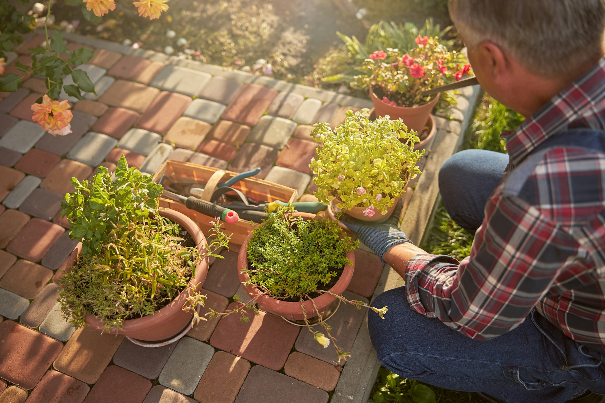 Considerate gardener transplanting potted flowers on a sunny day