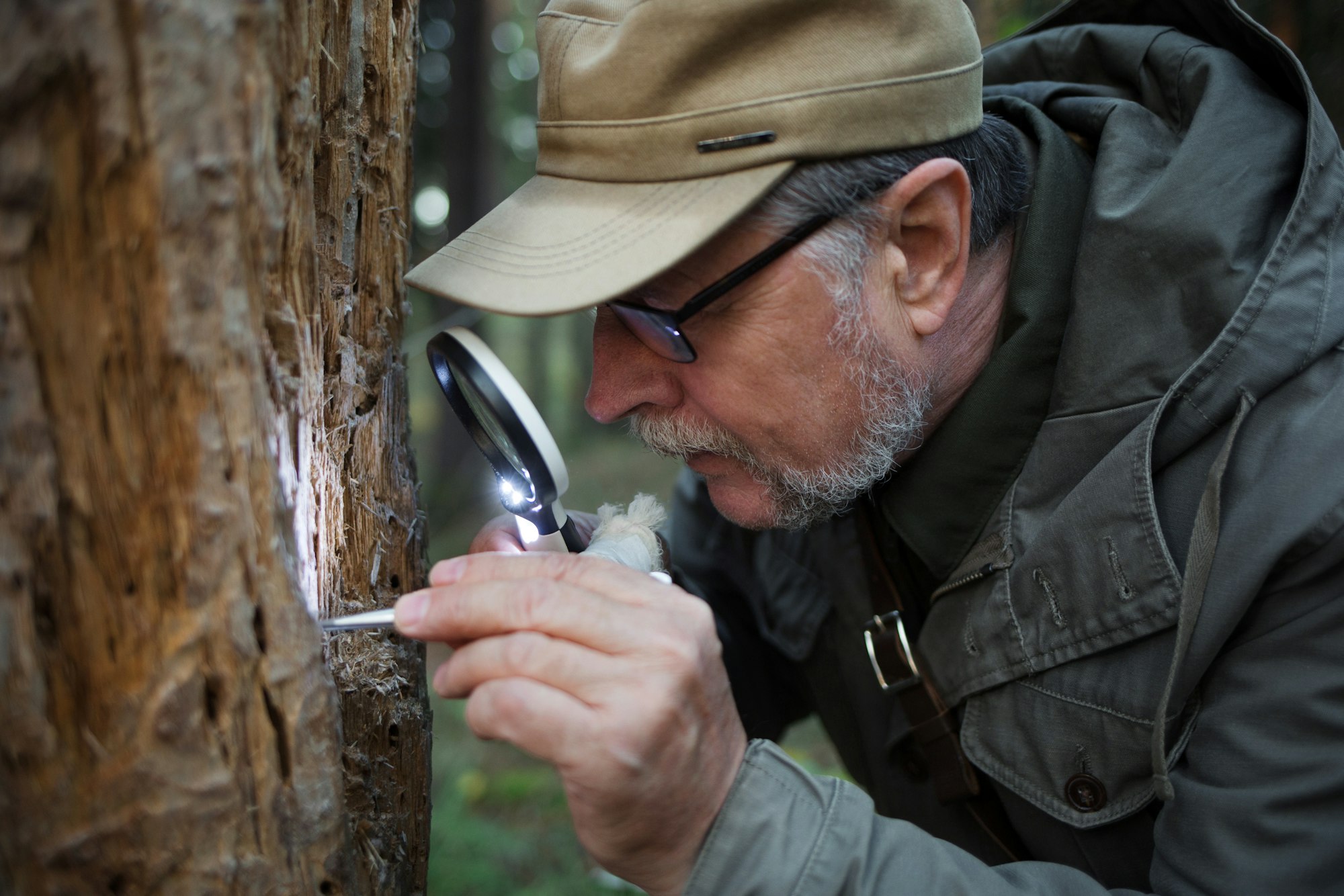 male forester examines trunk of tree eaten by pests. ecology, environmental protection.