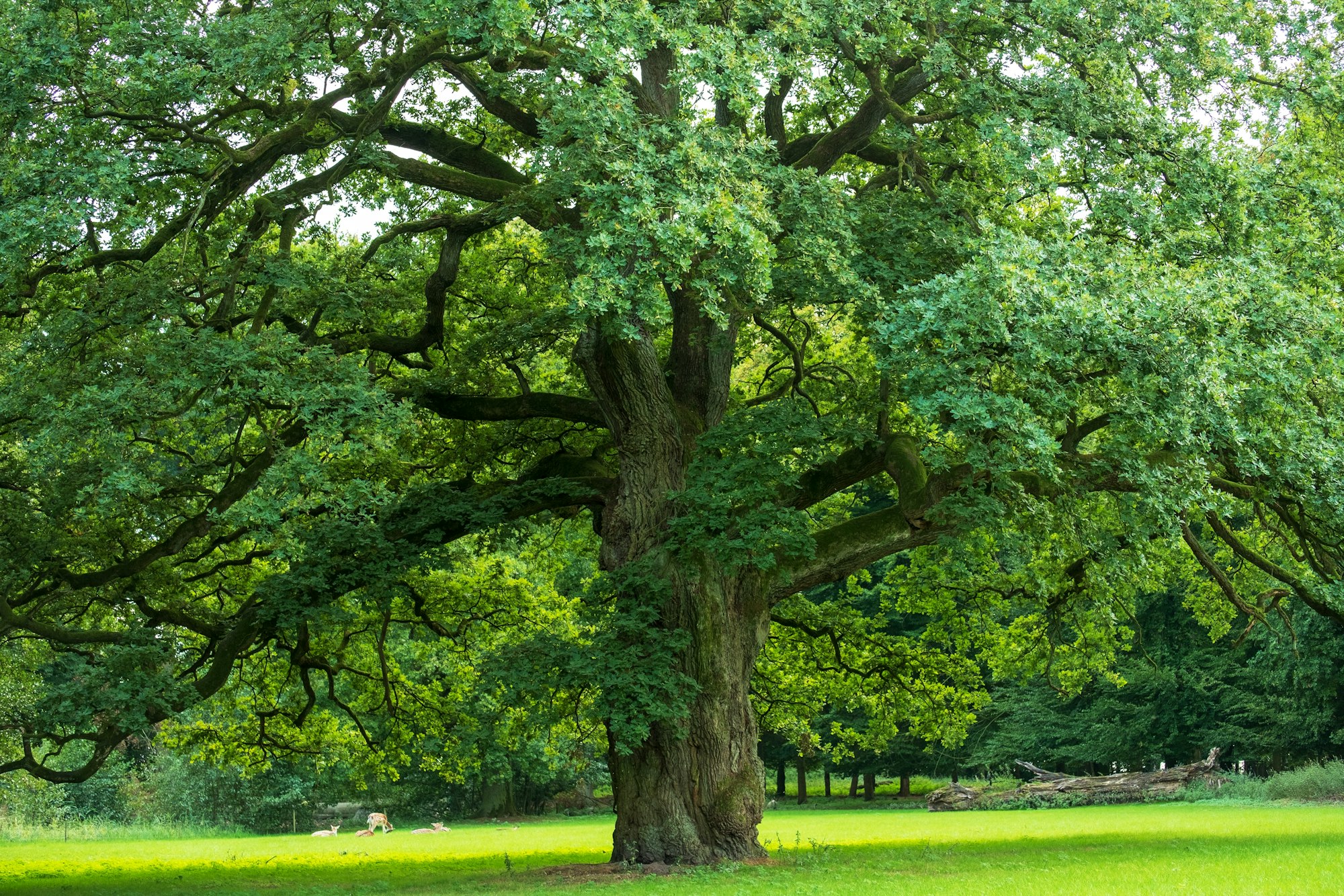 Oke Tree green oak