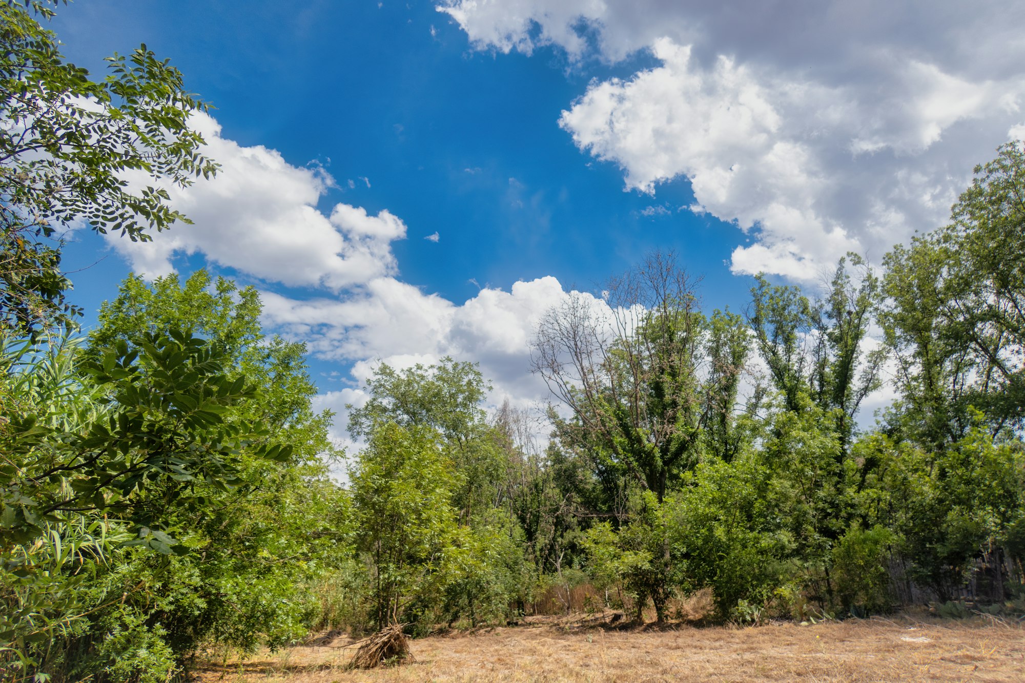 pecan trees in guanajuato mexico