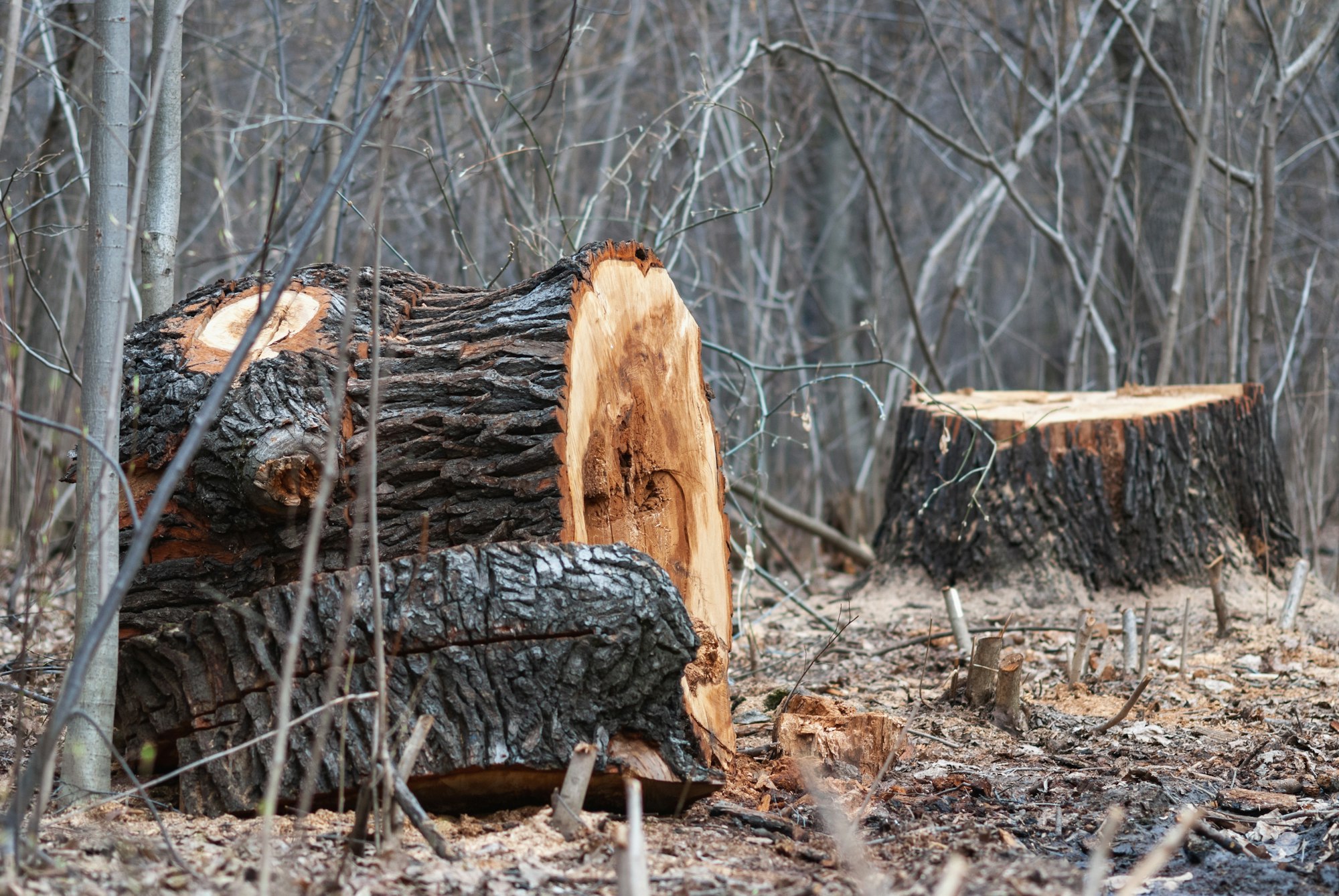 Stump of old cut-off tree in public park or forest - cutting down diseased trees