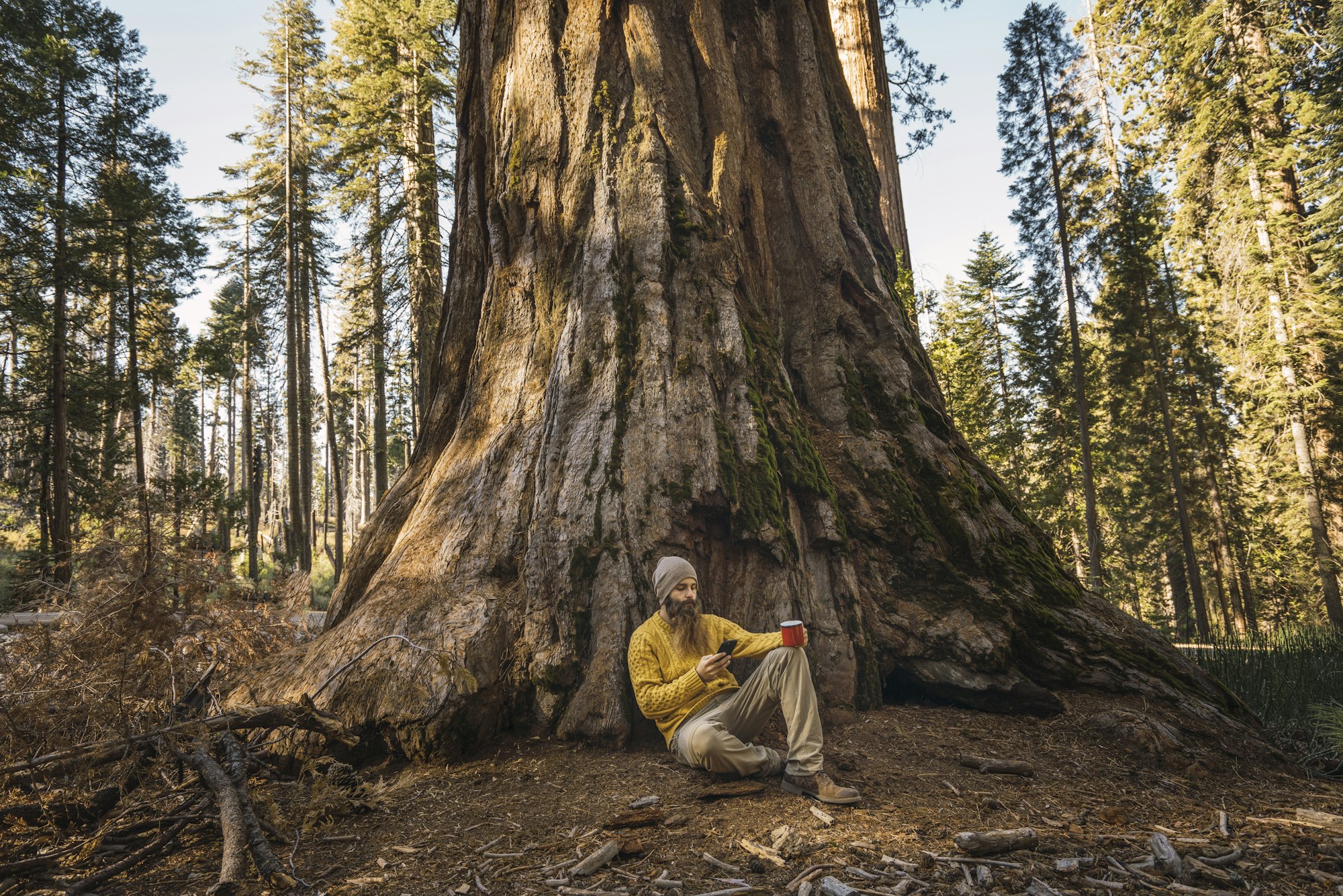 USA, California, Yosemite National Park, Mariposa, man sitting at sequoia tree with cell phone and m